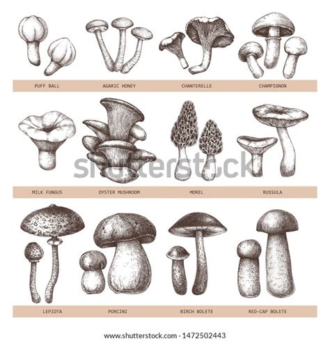 Edible Mushrooms Vector Illustrations Collection Hand Drawn Food Drawings Forest Plants