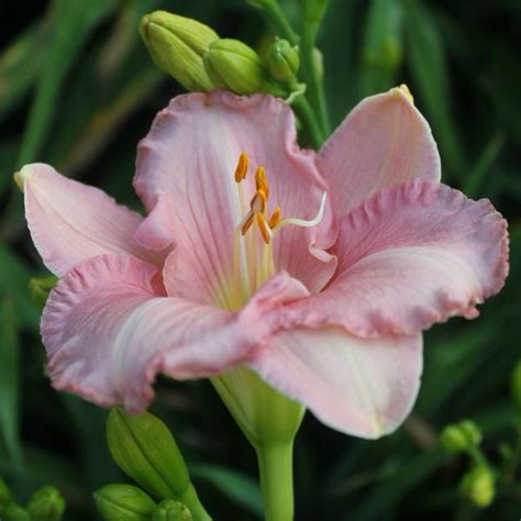 Woodcrest Daylilies Llc Pink Attraction