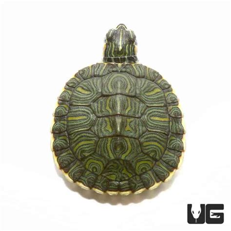 Baby Cumberland Slider Turtles (Trachemys scripta troostii) For Sale - Underground Reptiles