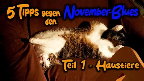 Tipps Gegen Den November Blues Teil Haustiere Und Tiere Versorgen