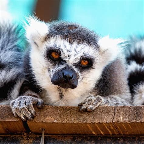 Premium Photo | Close-up portrait of lemur