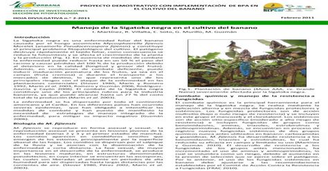 Manejo De La Sigatoka Negra En El Cultivo Del Banano Pdf Document