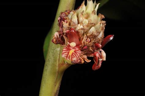 Plagiostachys Plant Zingiberaceae Image At Phytoimages Siu Edu