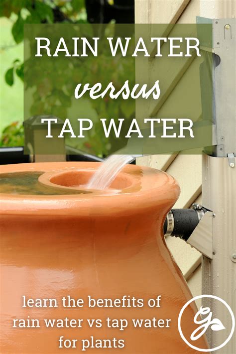 Rainwater Vs Tap Water Which Is Better For Plants