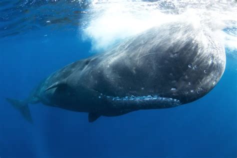 16 Animaux Marins En Voie De Disparition La Saison Bleue