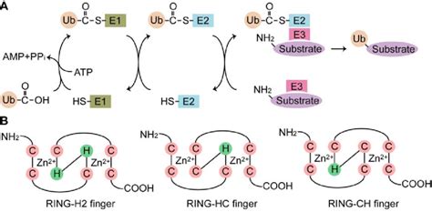 Schematic Representations Of The Ubiquitination Reaction And The Rnf Download Scientific