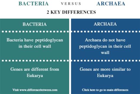 Cap Arqueas Y Bacterias Quizlet