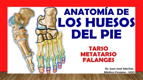 Anatomía del pie Descubre los secretos de sus huesos y músculos