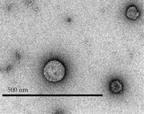 Characterization And Cellular Uptake Of Exosomes As Shown In A And