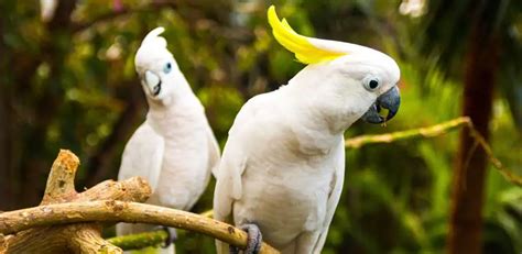 Cockatoo Parrot Price In Pakistan 2024 Taj Birds