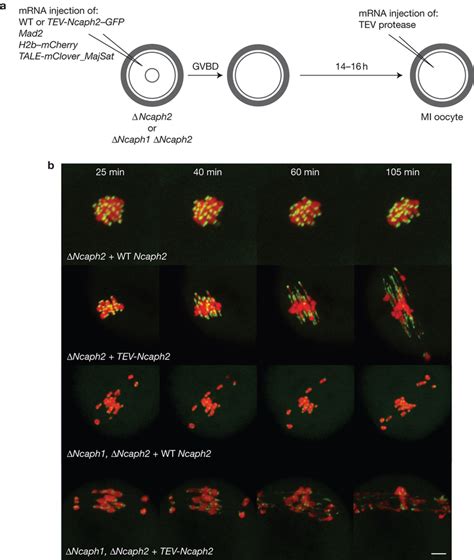 Condensin maintains the morphology and rigidity of chromosomes. (a ...