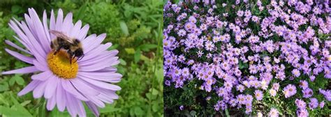 A Comprehensive Guide To Purple Wildflowers In Illinois Nature