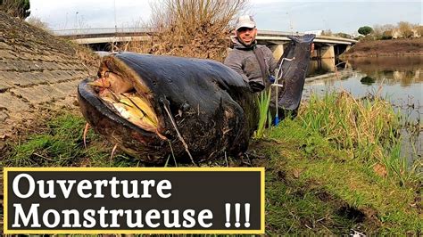 Une Ouverture Du Carnassier Enorme Peche Du Silure Aux Abats De