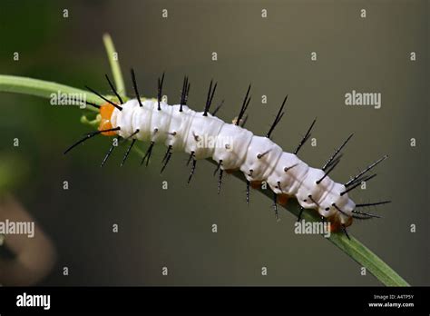 passion flower butterfly - caterpillar / Heliconius Stock Photo - Alamy