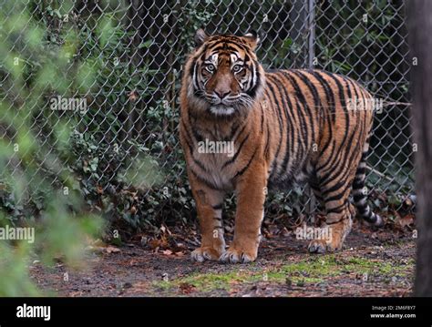 Janvier Hessen Francfort Sur Le Main Le Tigre Sumatran Emas