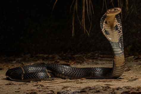 Chinese Cobra In July 2020 By Artur Tomaszek INaturalist