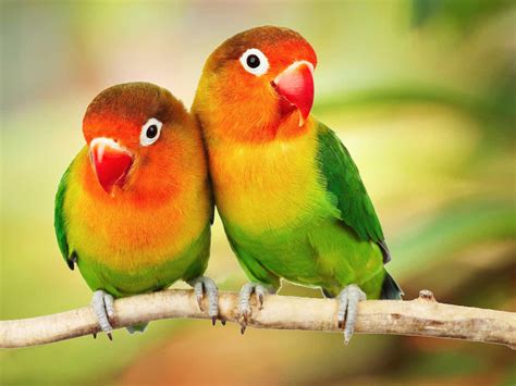 Love Bird Parrot Hd - 1920x1440 Wallpaper - teahub.io