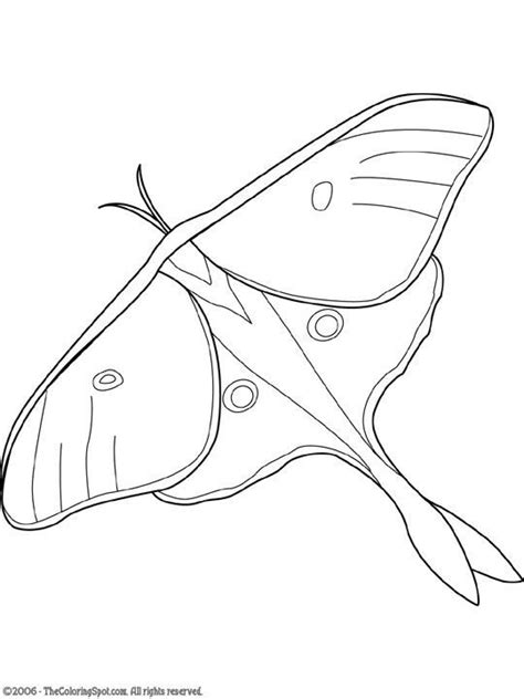 Luna Moth Moth Drawing Insect Art