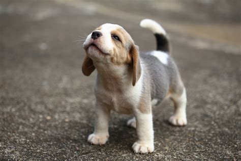 Perros Cómo lograr que orinen en un solo lugar