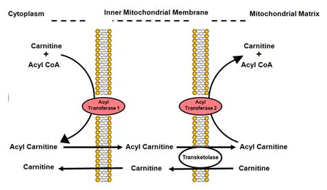 How To Analyze Carnitine And Acylcarnitine Creative Proteomics Blog