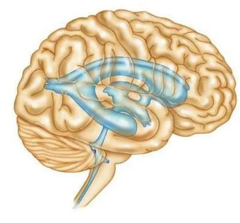 Lateral ventricle: anatomy, functions - Colleges and universities 2024