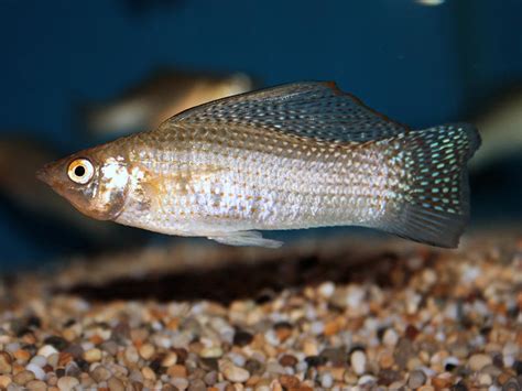 Sailfin Molly Poecilia Latipinna — Fish Tanks And Ponds