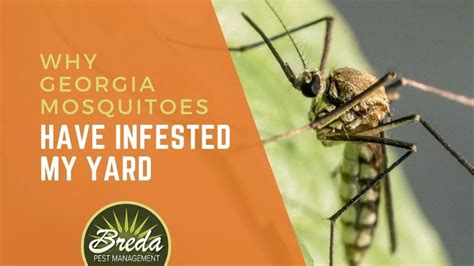 Why Georgia Mosquitoes Have Infested My Yard Breda Pest Management