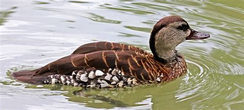 Wood Duck Facts, Habitat, Conservation Status, Zoo Populations ...