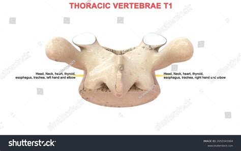 Thoracic Vertebrae T1 Bone Anatomy Labeled Stock Illustration ...