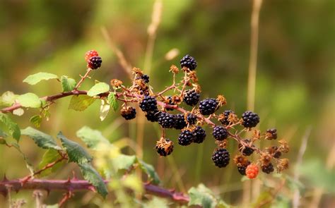 Free Images Nature Branch Fruit Berry Leaf Flower Wildlife