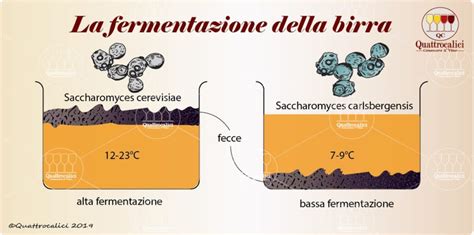 La Produzione Della Birra Quattrocalici