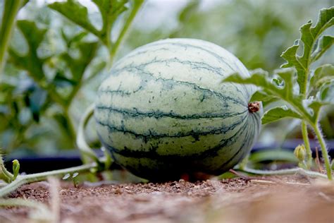 How To Plant And Grow Watermelon