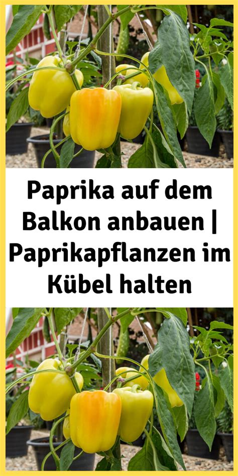 Paprika Auf Dem Balkon Anbauen Paprikapflanzen Im K Bel Halten