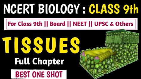 Tissue Class Tissue Class One Shot Plant Tissue Neet Cbse