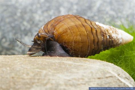 Tarebia Lineata Alias Red Foot Hippocampus Bildarchiv