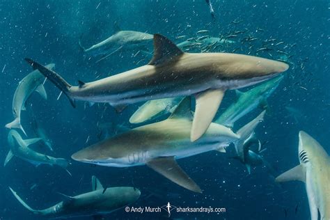 Bronze Whaler Shark - Carcharhinus brachyurus