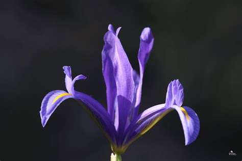 Iris Bulbs (Bulbous Iris) - A Quick Guide - Garden for Beginners