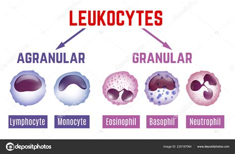 Leukocytes Types