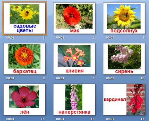 Садовые цветы с названиями и фото для детей