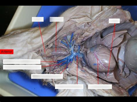 Fetal Pig Diagram Diagram Quizlet