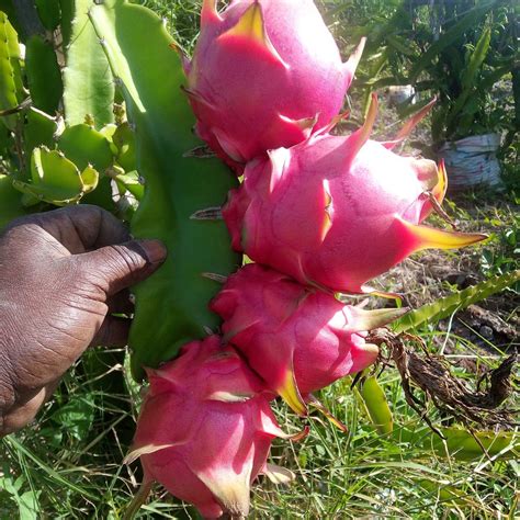 Dragon Fruit Farming In Kenya Abcd On How To Plant In Kenya Farmers Trend