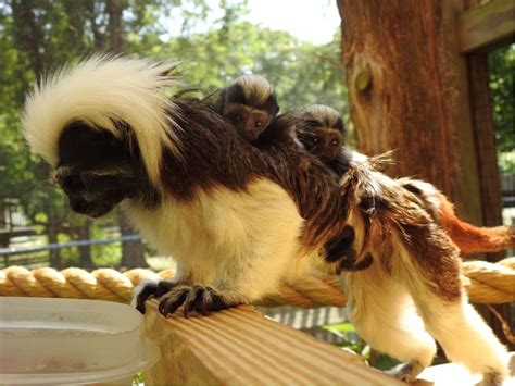 Nj Zoo Welcomes ‘critically Endangered Cotton Topped Tamarin Twins