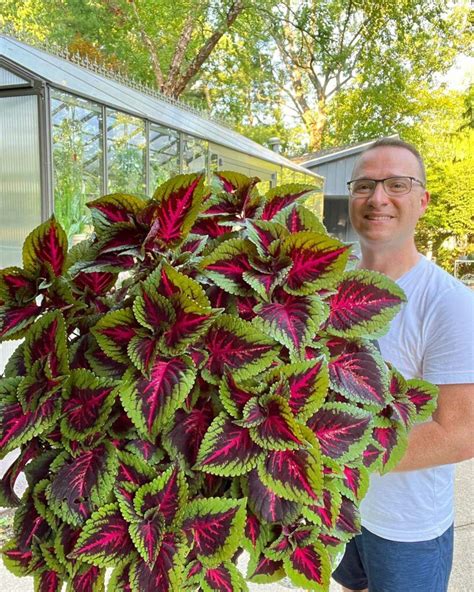 Coleus varieties – Artofit