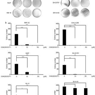 GSK2830371 Suppresses The Anchorage Independent Growth Of NB Cells A