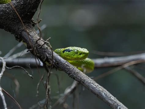 Yellow-blotched Palm Pit Viper: Nature's Vibrant Arboreal Jewel | WorldWeet