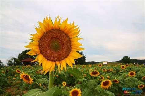 연천 통일바라기축제 호로고루 해바라기 물결 네이버 블로그