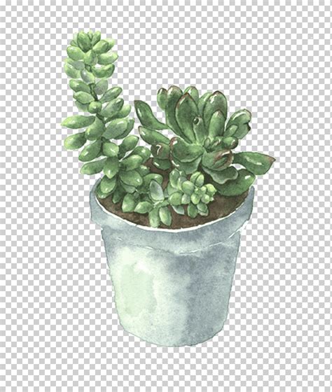 Plantas Suculentas Suculentas Planta Maceta Png Klipartz