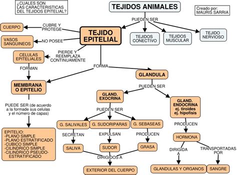 Tejido Epitelial Mapa Conceptual Gu A Paso A Paso The Best Porn