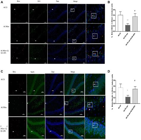 Frontiers Sevoflurane Induced Neuroapoptosis In Rat Dentate Gyrus Is