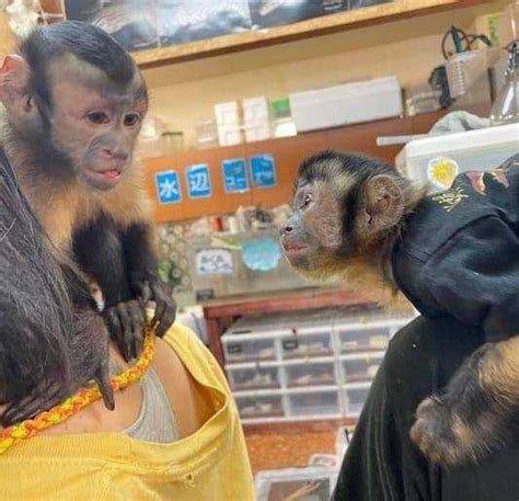 Male Female Smart Raise Capuchin Monkey For Sale